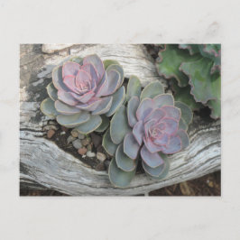 Postal Cartão do Succulent de Echeveria