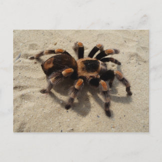 Postal Cartão do Tarantula de Flameknee do mexicano