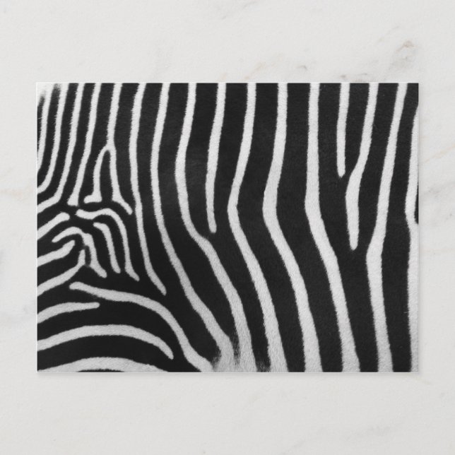 Postal Cartão do teste padrão da listra da zebra (Frente)