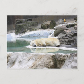 Postal Cartão do urso polar do sono