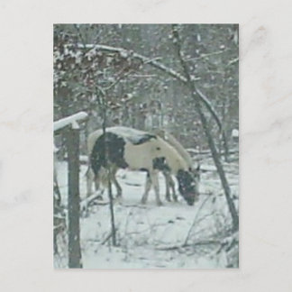 Postal Cartão dos cavalos do inverno