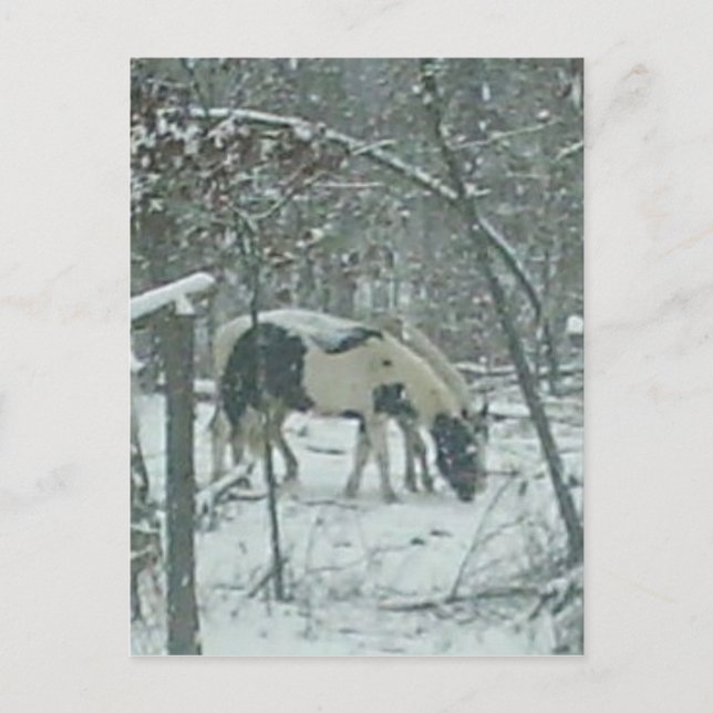Postal Cartão dos cavalos do inverno (Frente)