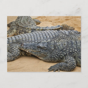 Postal Cartão dos crocodilos
