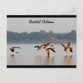 Postal Cartão dos gansos de Canadá em vôo