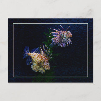 Postal Cartão dos pares do Lionfish