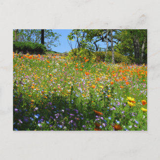 Postal Cartão dos wildflowers de Napa