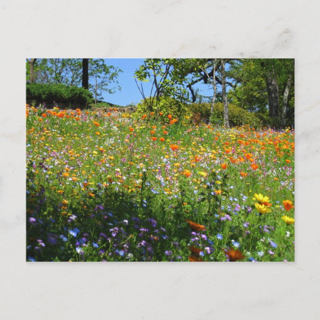 Postal Cartão dos wildflowers de Napa (Frente)