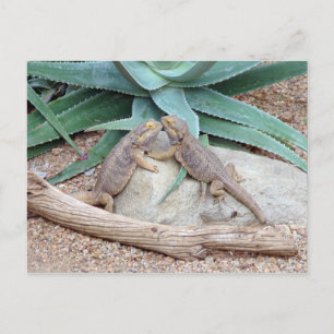 Postal Cartão dos you_Reptiles do amor