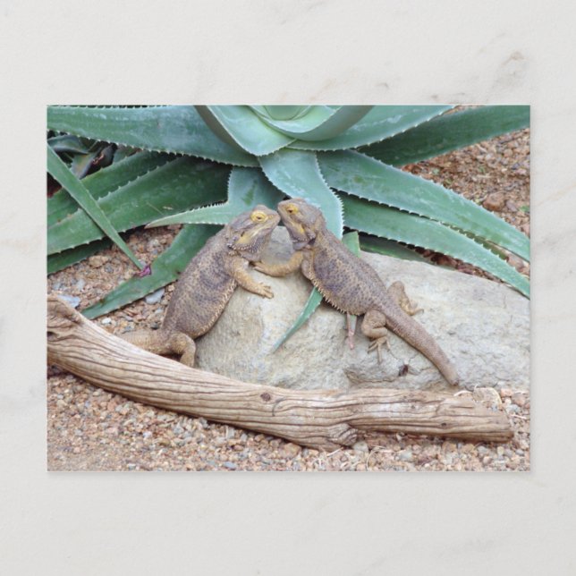 Postal Cartão dos you_Reptiles do amor (Frente)