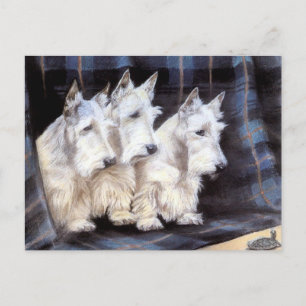 Postal Cartão escocês branco dos Scotties dos terrier d