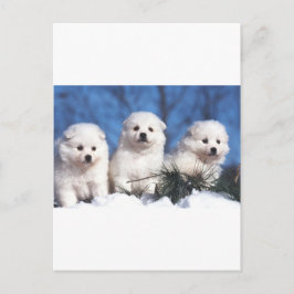 Postal Cartão Eskimo americano do filhote de cachorro