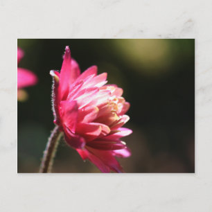 Postal Cartão floral da luz solar vermelha da flor