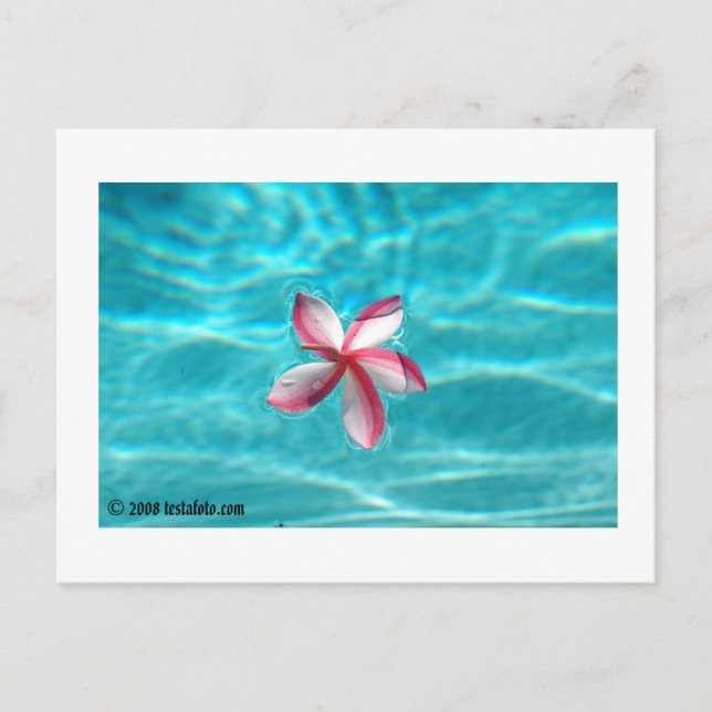 Postal Cartão havaiano do Plumeria (Frente)