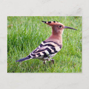 Postal Cartão Hoopoe