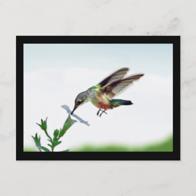 Postal Cartão Hummingbird Fracionado (Frente)
