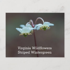 Postal Cartão listrado do Wildflower de Wintergreen