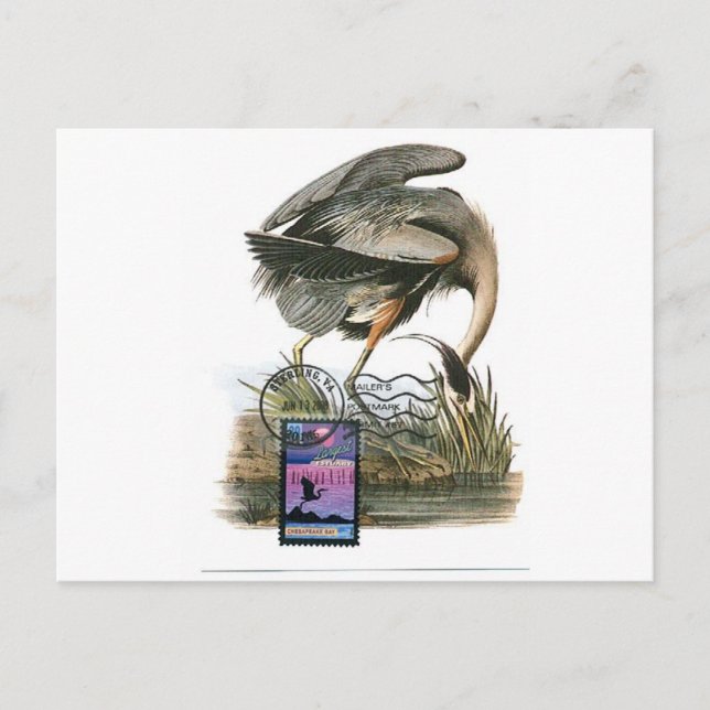 Postal Cartão máximo Heron Azul excelente Audubon (Frente)