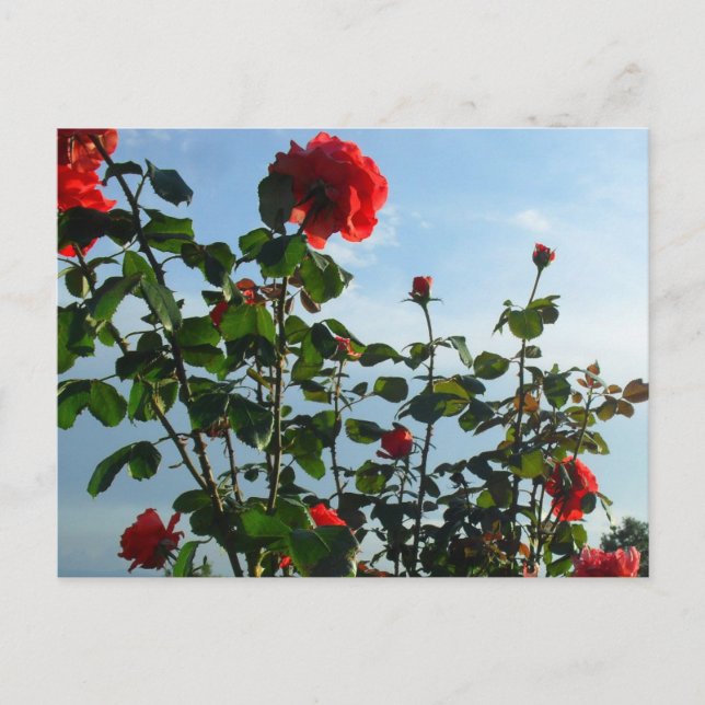 Postal cartão plano de aniversário de saudações (Frente)