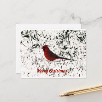 Postal Cartão Plano do Cardinal Feliz Natal