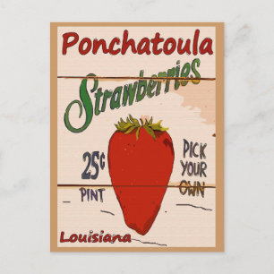 Postal Cartão Ponchatoula Strawberry