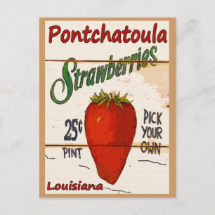 Postal Cartão Ponchatoula Strawberry