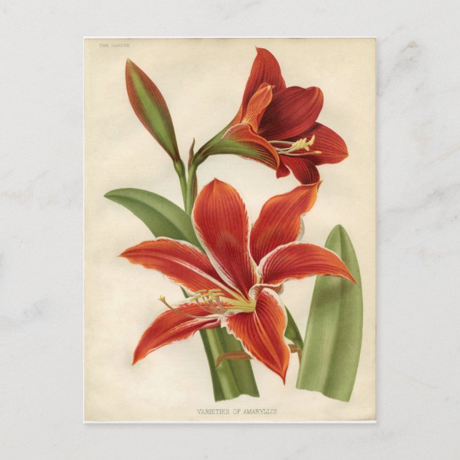 Postal Cartão postal:  Amaryllis (Frente)