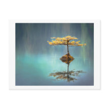 CARTÃO POSTAL: ÁRVORE NA ILHA