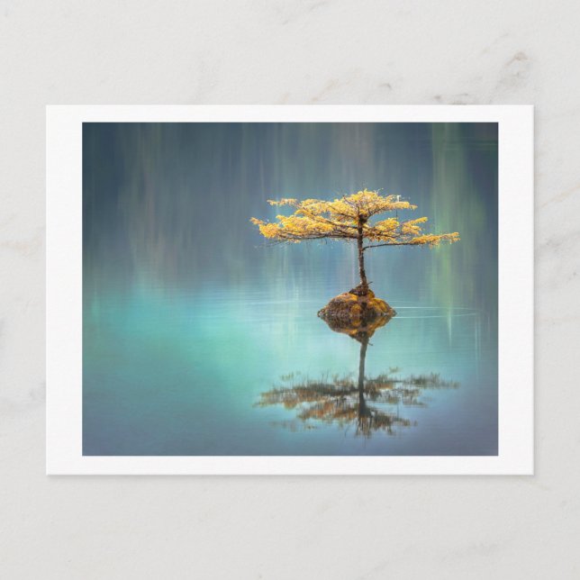 POSTAL CARTÃO POSTAL: ÁRVORE NA ILHA (Frente)