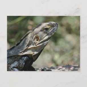 Postal Cartão Postal: Big Lizard