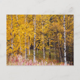 Postal cartão postal, Birch Trees in the Fall, Alaska