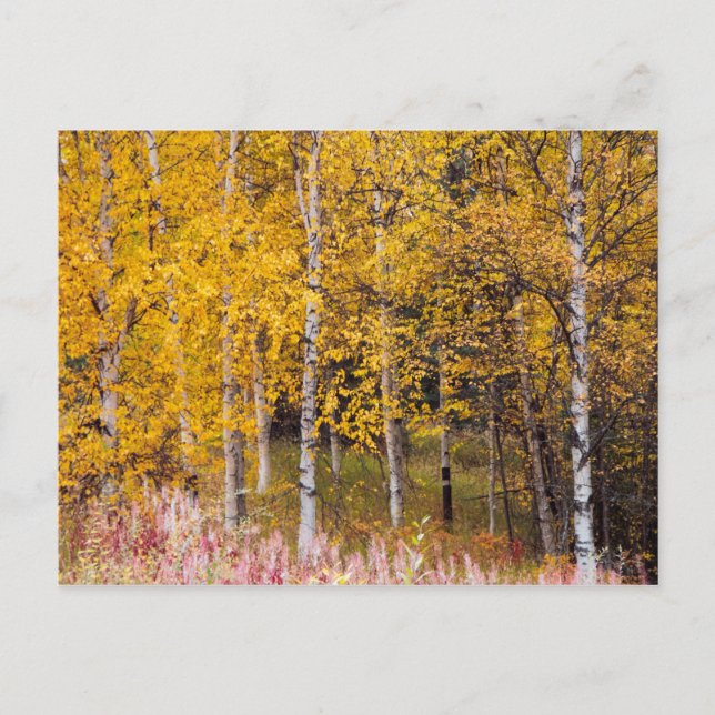 Postal cartão postal, Birch Trees in the Fall, Alaska (Frente)