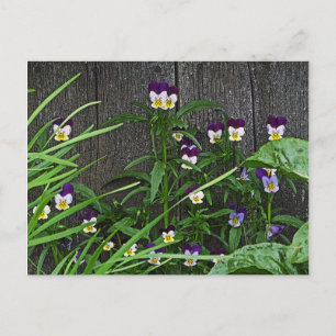 Postal cartão postal, "BONITO PEQUENO VIOLAS"