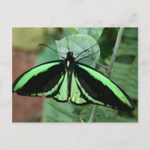 Postal Cartão Postal: Borboleta Verde