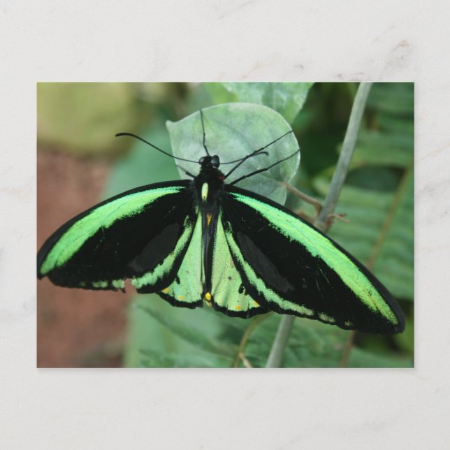 Postal Cartão Postal: Borboleta Verde (Frente)