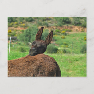 Postal Cartão postal: Burro Feliz. Algarve Portugal