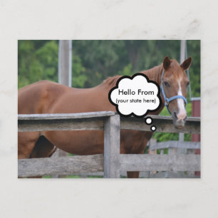 Postal Cartão postal/Cavalo