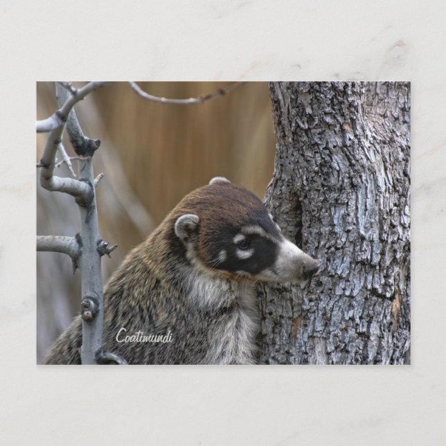 Postal Cartão postal: Coatimundi #2 (Frente)
