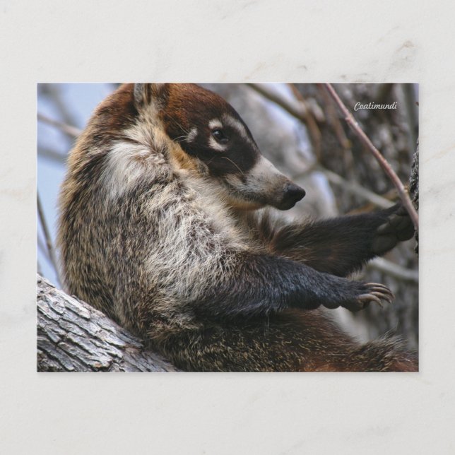 Postal Cartão postal: Coatimundi #3 (Frente)