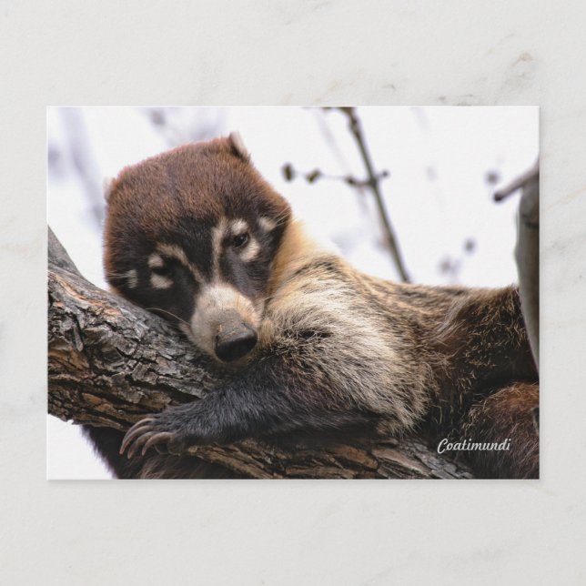 Postal Cartão postal: Coatimundi #4 (Frente)