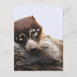 Postal Cartão postal: Coatimundi #4 (Retrato)