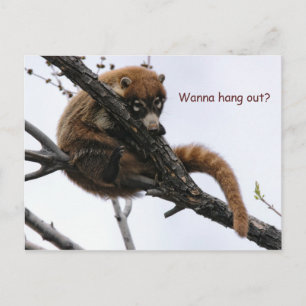 Postal Cartão Postal: Coatimundi 5