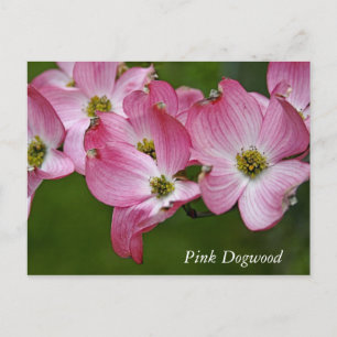 Postal Cartão Postal: Dogwood Horizontal