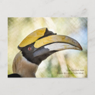Postal Cartão Postal: Excelente Hornbill 4