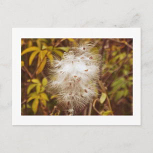 Postal cartão postal: "FLUFFY WHITE MILKWEED"