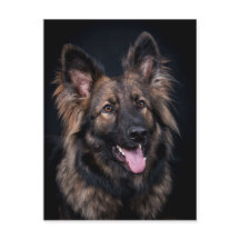Cartão postal, German shepherd bonitinho Cão Alsac