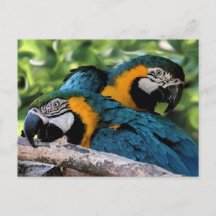 Postal Cartão postal/Macaws