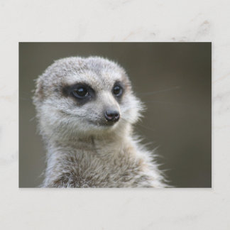 Postal Cartão postal: Meerkat