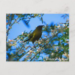 Postal Cartão postal, Native Bell Bird, Nova Zelândia