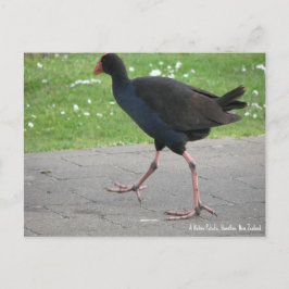 Postal Cartão postal, Native Pukeko, Hamilton, Nova Zelân