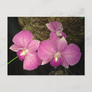 Postal Cartão Postal: Orquídeas em tiras roxas